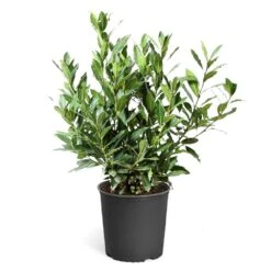 Bay Laurel -Fast Growing Trees Bay Laurel 3G standard pot