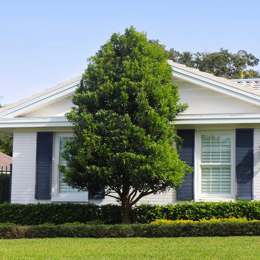 Bay Laurel - USDA Organic 5 Bay Laurel - USDA Organic - Image 3