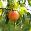 Belle Of Georgia Peach Tree -Fast Growing Trees Belle of Georgia 600x600 722b34b1 b6b6 41ed 96c6 fbb509d5557b
