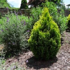 Berckman's Gold Arborvitae 10 Berckman's Gold Arborvitae -Fast Growing Trees Berckmans Arborvitae 1 FGT