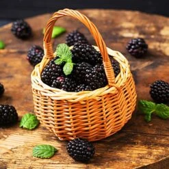 Fast Growing Trees 20 Big Daddy Blackberry Bush