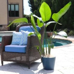 Bird Of Paradise - Orange 12 Bird Of Paradise - Orange -Fast Growing Trees Bird of Paradise 5 FGT