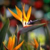 Bird Of Paradise - Orange 2 Bird Of Paradise - Orange -Fast Growing Trees Bird of Paradise FGT 600x600 45c0b3af 61f2 4c68 bd5b 0a844cfb7027
