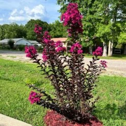 Black Diamond® Crape Myrtle - Mystic Magenta™ -Fast Growing Trees Black Diamon Magestic magenta Crape Myrtle31