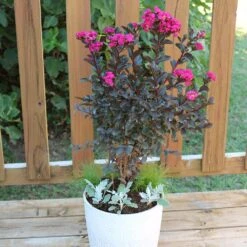 Black Diamond® Crape Myrtle - Mystic Magenta™ -Fast Growing Trees Black Diamon Magestic magenta Crape Myrtle 1