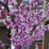 Black Pearl™ Redbud Tree -Fast Growing Trees Black Pearl Redbud Tree 350 Thumb 9eb186b3 173d 4fb3 a56d f2317de1acff