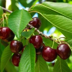 Black Tartarian Cherry Tree -Fast Growing Trees Black Tartarian Cherry Tree 1 FGT 42729440 4931 4bb9 a461 2b2fc066de10
