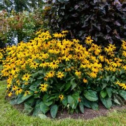 Goldsturm Black-Eyed Susan -Fast Growing Trees Black eyed susan 4 FGT