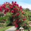 Blaze Improved Climbing Rose -Fast Growing Trees Blaze Improved Rose FGT 600x600 b2fbfbe8 bbd0 4985 ace0 aacc40d6061d