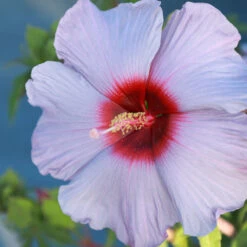 Summer Spice® Hardy Hibiscus Bleu Brulee™ -Fast Growing Trees Bleu Brulee Hibiscus 1