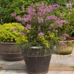 Bloomerang® Lilac Shrub -Fast Growing Trees Bloomerang Lilac Shrub 1
