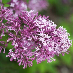 Bloomerang® Lilac Shrub -Fast Growing Trees Bloomerang Lilac Shrub 5 FGT