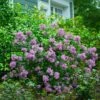 Bloomerang® Lilac Shrub 2 Bloomerang® Lilac Shrub -Fast Growing Trees Bloomerang Lilac Shrub 600x600 fbcbaec1 7351 48c4 b56f 15f2756df306