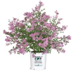 Bloomerang® Lilac Shrub -Fast Growing Trees Bloomerang Lilac Shrub 8 5G