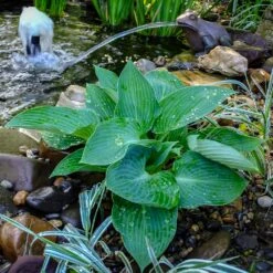 Blue Angel Hosta Plant 7 Blue Angel Hosta Plant -Fast Growing Trees Blue Angel Hosta 2