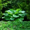 Blue Angel Hosta Plant 1 Blue Angel Hosta Plant -Fast Growing Trees Blue Angel Hosta 600x600 c349caf2 e25e 4262 96b4 e4d84f0e56db