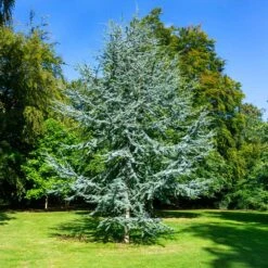 Blue Atlas Cedar Tree -Fast Growing Trees Blue Atlas Cedar 2
