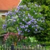 Azurri Blue Satin® Rose Of Sharon Althea Tree -Fast Growing Trees Blue Satin Rose Of Sharon Tree 600x600 60de359b badf 4160 8f5d 202267acab41