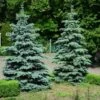 Blue Wonder Spruce Tree -Fast Growing Trees Blue Wonder Spruce 600x600 26193ce5 cb4c 4e46 8366 037a0a8f601d