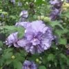 Blueberry Smoothie™ Rose Of Sharon Althea Tree -Fast Growing Trees Blueberry Smoothie Althea 350