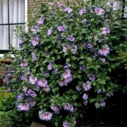 Bluebird Rose Of Sharon Hibiscus Shrub -Fast Growing Trees Bluebird Hibiscus 2