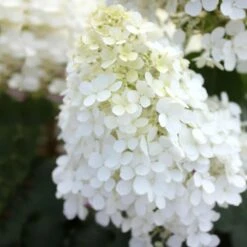 Bobo® Hydrangea Shrub 12 Bobo® Hydrangea Shrub -Fast Growing Trees Bobo Hyrangea 5