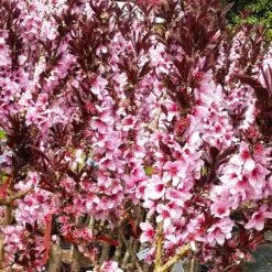 Bonfire Patio Peach Tree -Fast Growing Trees Bonfire Peach 3 FGT