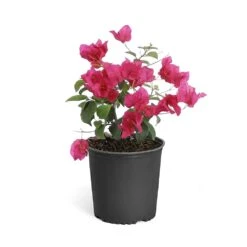 Barbara Karst Bougainvillea 21 Barbara Karst Bougainvillea -Fast Growing Trees Bougainvillea Barbera Karst 6inch 68480f0d df5e 4cb0 b8d1 912b64b1b5ce