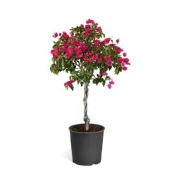 Barbara Karst Bougainvillea 23 Barbara Karst Bougainvillea -Fast Growing Trees Bougainvillea Barbera Karst Tree 46e6ff16 c20a 427c 82cd c6d7d103fd68