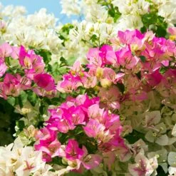 Bi-Color Bougainvillea Tree -Fast Growing Trees Bougainvillea Braided 1