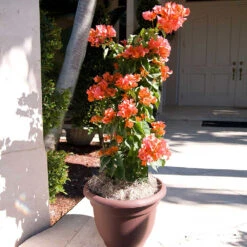 Sundown Orange Bougainvillea -Fast Growing Trees Bougainvillea Sundown 4