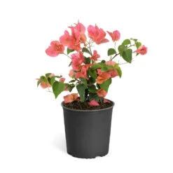 Sundown Orange Bougainvillea -Fast Growing Trees Bougainvillea Sundown 6qt