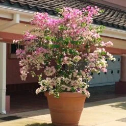 Thai Delight Bougainvillea -Fast Growing Trees Bougainvillea Thai 3