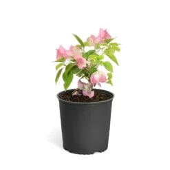 Thai Delight Bougainvillea -Fast Growing Trees Bougainvillea Thai 6inch 2b64339f 3e7d 4698 81c3 7b79fad40cd5