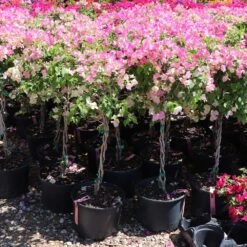 Thai Delight Bougainvillea -Fast Growing Trees Bougainvillea Thai 7