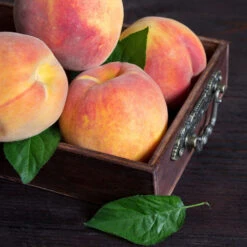 Bounty Peach Tree -Fast Growing Trees Bounty Peach 3