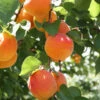 Bounty Peach Tree -Fast Growing Trees Bounty Peach 600x600 ee4d2b5f 3ab5 4cf8 b1cb 748f957a658b