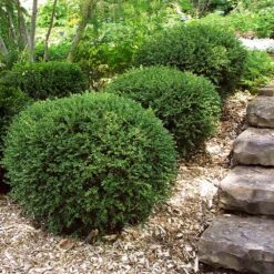 Wintergreen Boxwood Shrub -Fast Growing Trees Boxwood Wintergreen 2