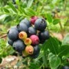 Bushel And Berry® Blueberry Glaze™ Blueberry Bush -Fast Growing Trees BrazelBerries Blueberry Glaze Blueberry 350w