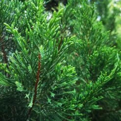 Brodie Eastern Red Cedar Tree -Fast Growing Trees Broadie Eastern Red Cedar 1 FGT