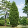 Brodie Eastern Red Cedar Tree -Fast Growing Trees Broadie Eastern Red Cedar FGT 600x600 ebc0e218 8a8b 4127 a8e6 f6b95e60613a