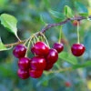 Brooks Cherry Tree 1 Brooks Cherry Tree -Fast Growing Trees Brooks Cherry Tree FGT 600x600 c14f7662 057d 4ad8 bdf3 163b62195ec3