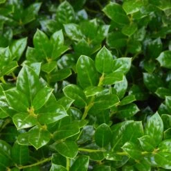 Dwarf Burford Holly Shrub -Fast Growing Trees Burford Holly FGT