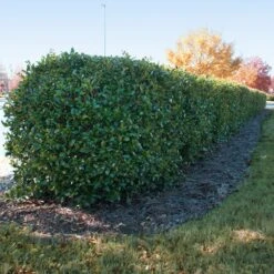 Dwarf Burford Holly Shrub -Fast Growing Trees Burford holly 2 FGT