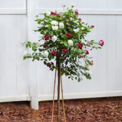 Burgundy Iceberg And Iceberg Two-fer® Rose Tree -Fast Growing Trees Burgandy Iceburg ROse Tree 4