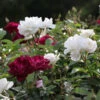 Burgundy Iceberg And Iceberg Two-fer® Rose Tree 1 Burgundy Iceberg And Iceberg Two-fer® Rose Tree -Fast Growing Trees Burgandy Iceburg ROse Tree 600x600 7408cf92 533a 4304 9224 4b16542c1c73