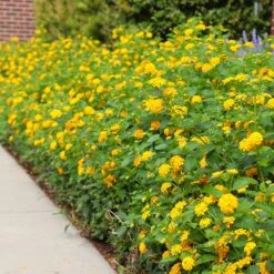 New Gold Lantana -Fast Growing Trees CHapel Hill gold lantana 4