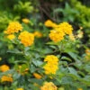 Chapel Hill Yellow Lantana -Fast Growing Trees CHapel Hill gold lantana FGT 600x600 26668dbd be70 4cd5 a0b3 f0a276652a04