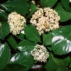 Chindo Sweet Viburnum Shrub -Fast Growing Trees CHindo Viburnum 600x600 314dca2a 104d 46fa 8ff4 997bc28d247f