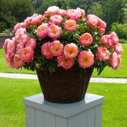 Coral Charm Peony -Fast Growing Trees COral Charm Peony 1
